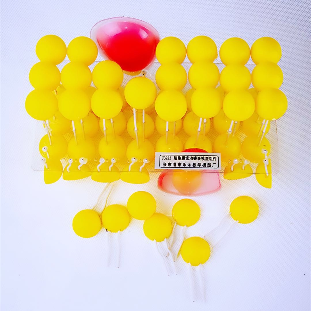 细胞流动镶嵌模型 初高中生物教学的直观演示利器